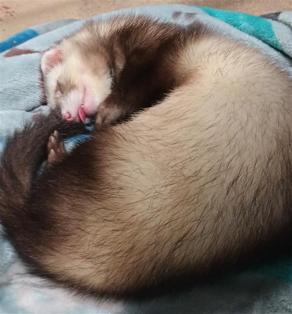 Beavis the ferret