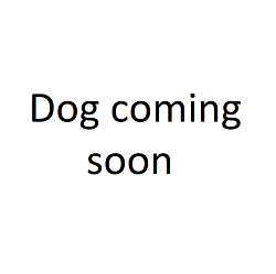 dog coming soon