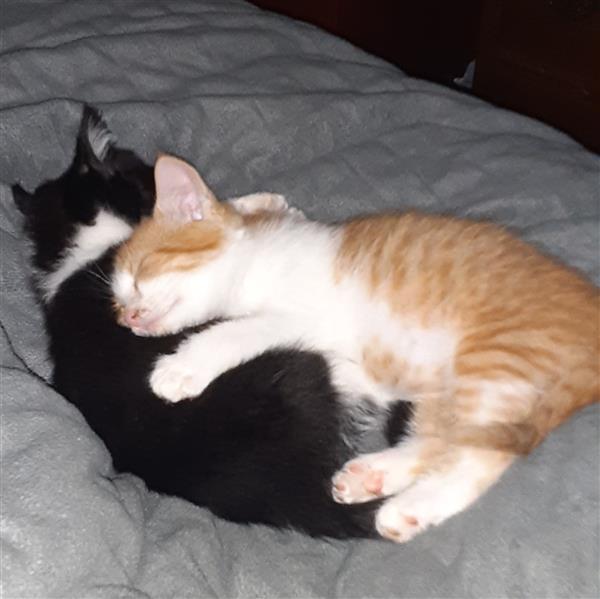 brothers