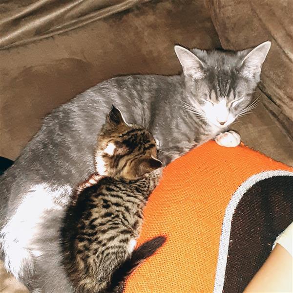 tiger stripe kitten with its mom